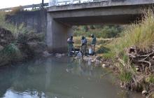 Ilmuwan Temukan Makhluk Sungai Berkepala Besar dengan Moncong Tumpul, Ternyata Spesies Baru Tidak Terduga