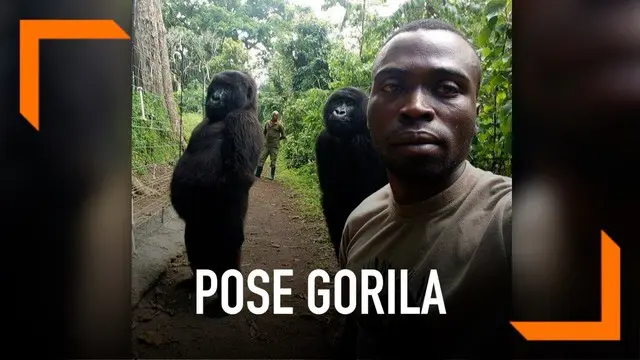 Foto ini viral lantaran dua gorila tersebut berpose dengan meniru gaya manusia ketika diajak berswafoto oleh penjaga hutan. Dua gorila itu berdiri dengan dua kaki dan bergaya layaknya manusia pada umumnya.