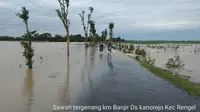 Sawah tergenang karena banjir Ds Kanorejo, Kecamatan Rengel.