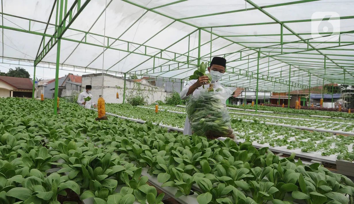 Santri memanen bayam usai memperingati Hari Santri Nasional di Kebun Gizi Hidroponik, Pesantren Hidayatullah Depok, Jawa Barat, Kamis (22/10/2020). Beragam sayur dikelola secara mandiri oleh para santri dengan nilai panen mencapai 1,2 ton atau sekitar Rp 20 juta per bulan. (merdeka.com/Arie Basuki)