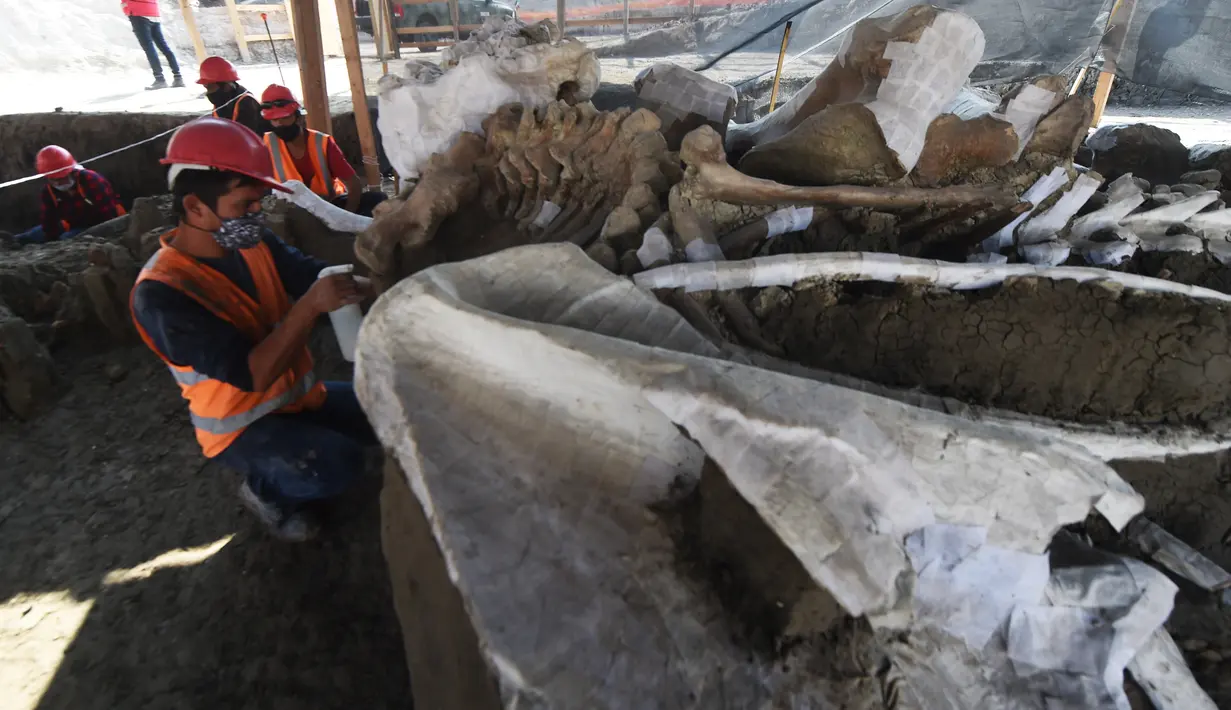 Ahli paleontologi dari Institut Antropologi Nasional bekerja menggali kerangka mammoth di Pangkalan Militer Santa Lucia, Meksiko (8/9/2020). Kerangka mammoth yang diperkirakan berusia antara 10.000 hingga 25.000 tahun itu ditemukan dengan kerangka hewan prasejarah lainnya. (AFP/Rodrigo Arangua)