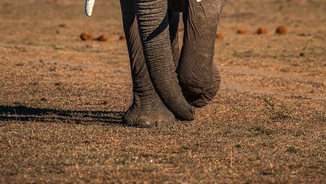 Gajah | unsplash.com/@keyursphotography