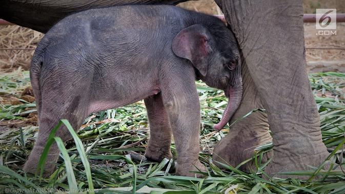 Anak Gajah Sumatera (elephas maximus sumatranus) yang lahir secara alami terlihat di Barumun, Sumatera Utara. Gajah ini dilahirkan di Barumun Nagari Wildlife Sanctuary (BNWS), yang merupakan mitra BBKSDA Sumut, KLHK. (Liputan6.com/HO/Humas KLHK)