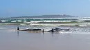 Kawanan paus pilot yang terdampar di perairan Pelabuhan Macquarie, Tasmania, Australia (21/09/2020). Sebanyak 90 paus telah mati dan operasi "menantang" sedang dilakukan untuk menyelamatkan 180 lainnya yang masih terdampar pada 22 September. (AFP/Handout/Tasmania Police)