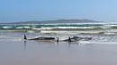 Kawanan paus pilot yang terdampar di perairan Pelabuhan Macquarie, Tasmania, Australia (21/09/2020). Sebanyak 90 paus telah mati dan operasi "menantang" sedang dilakukan untuk menyelamatkan 180 lainnya yang masih terdampar pada 22 September. (AFP/Handout/Tasmania Police)