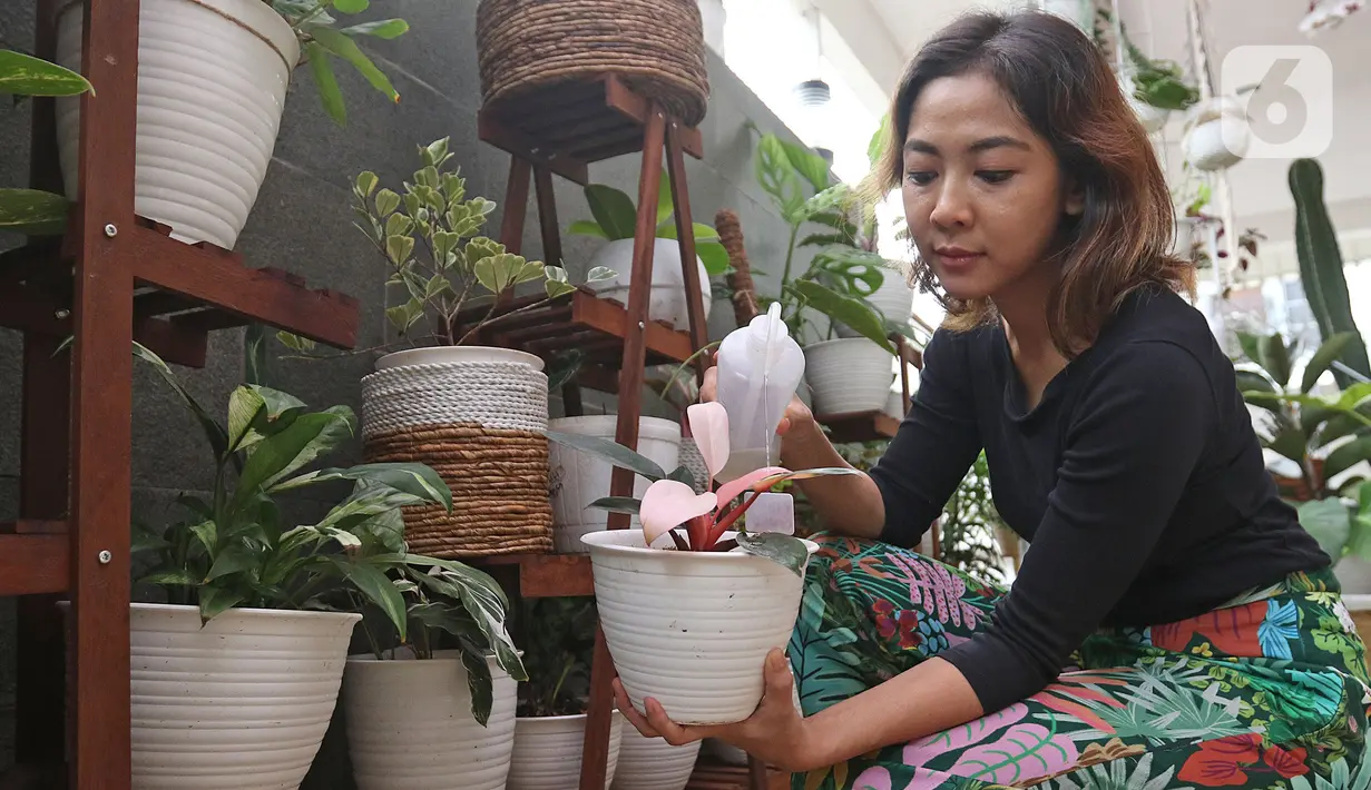 Tika Akmar (35) yang sehari-hari bekerja sebagai Brands Solutions Manager merawat koleksi tanamannya di kediamannya kawasan Jatiwaringin, Bekasi, Rabu (15/07/2020). Tika mengoleksi dan merawat beragam tanaman hias untuk mengisi waktu luang pada masa Pandemi COVID-19. (Liputan6.com/Herman Zakharia)