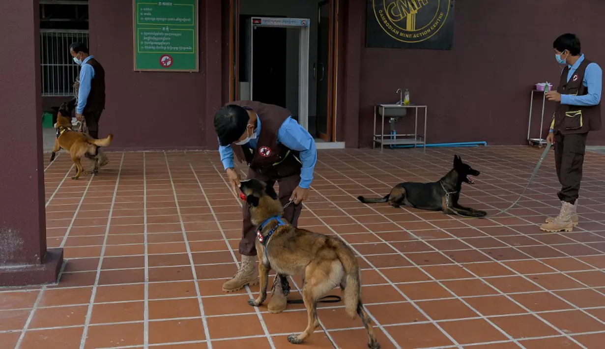 Pelatih berinteraksi dengan anjing yang dilatih untuk mendeteksi virus corona COVID-19 saat sesi pelatihan di Pusat Aksi Ranjau Kamboja, Provinsi Kampong Chhnang, Kamboja, 27 September 2021. Otoritas antiranjau darat Kamboja melatih anjing untuk mendeteksi COVID-19. (TANG CHHIN SOTHY/AFP)