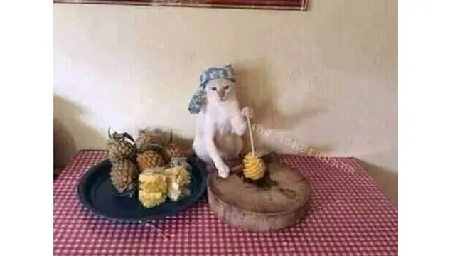 6 Kelakuan Kucing saat di Dapur Ini Bikin Geleng Kepala