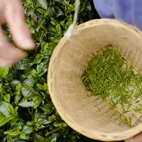 Pekerja memetik daun teh di sebuah pabrik teh di Chongqing, China, Minggu (23/2/2020). Melalui peningkatan upaya pengendalian epidemi virus corona atau COVID-19, pabrik teh di China mulai melanjutkan kegiatan produksi pada awal musim semi ketika pucuk daun teh mulai terlihat. (Xinhua/Liu Chan)