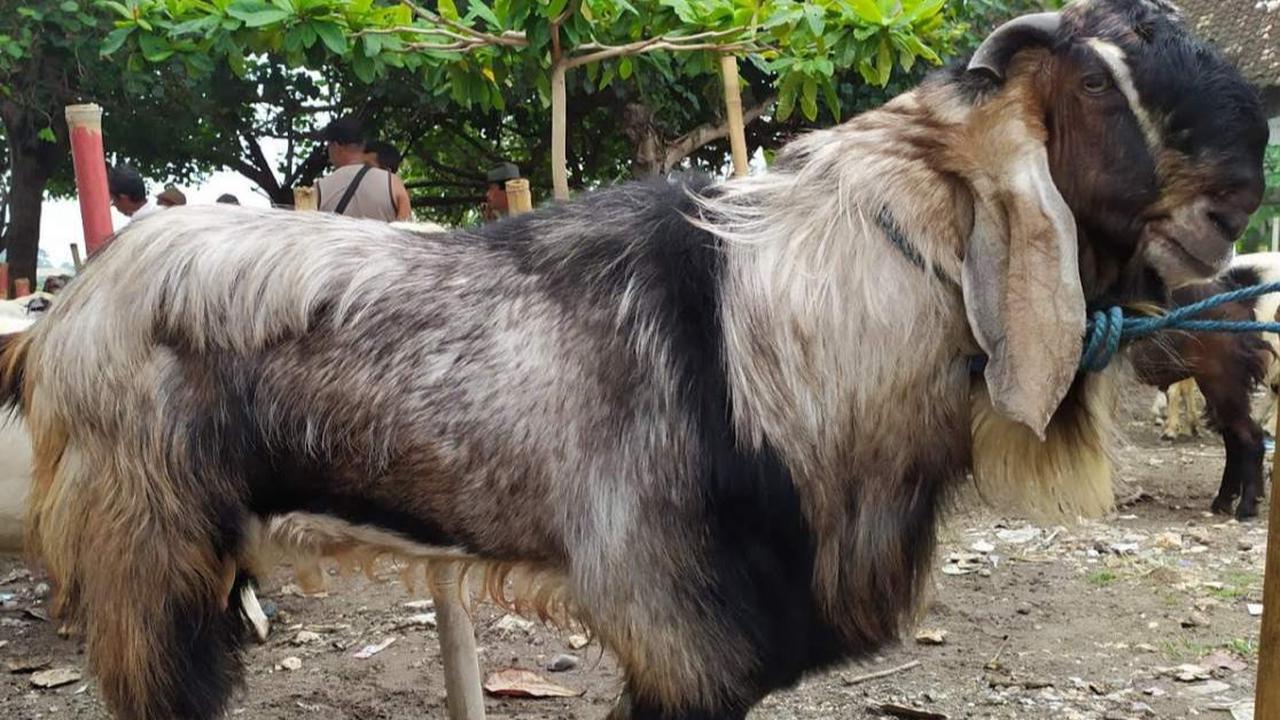 ilustrasi kambing jawa