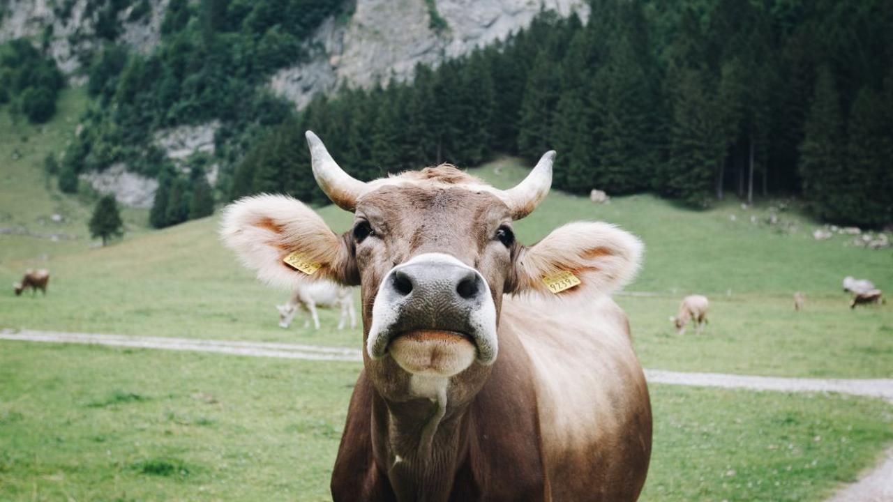 <b>Sapi</b><br>