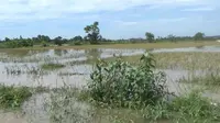 Sawah terendam banjir di Banyuwangi akibat banjir (Hermawan Arifianto/Liputan6.com )