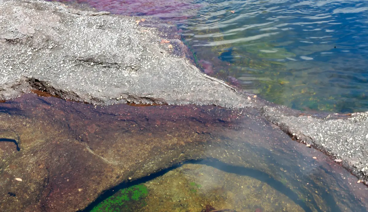 Sejumlah warna di Sungai Cano Cristales terlihat di Taman Nasional Sierra de La Macarena, provinsi Meta, Kolombia (27/9). Sungai dengan warna-warni ganggang hanya dapat dilihat antara musim kemarau dan hujan. (AFP PHOTO/John Vizcaino)