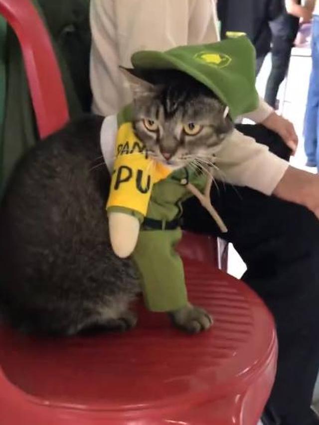 Viral Aksi Kucing Jadi Petugas Linmas di TPS Ini Ekspresinya Kocak