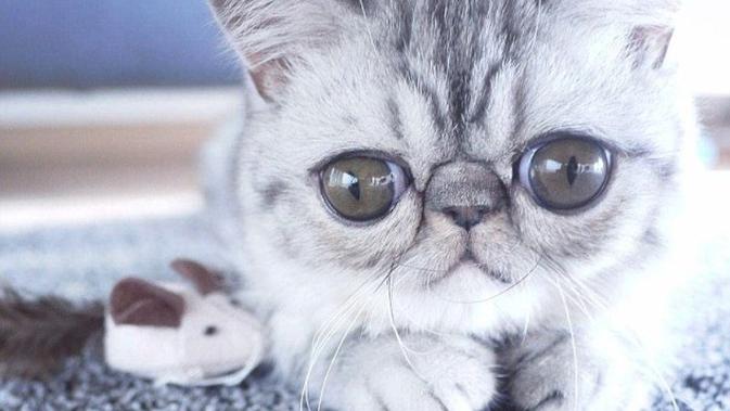 Langka, Ada Kucing yang Tak Merem Saat Tidur - Viral 