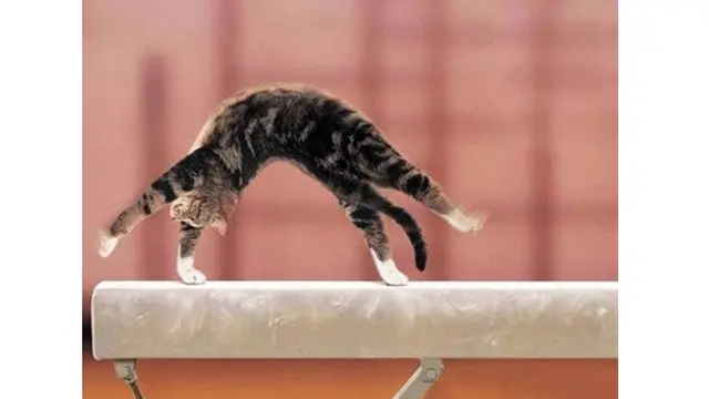 6 Potret Kucing Bergaya Akrobat Ini Bikin Gemas, Ada yang Kayang
