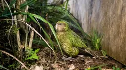 Burung Kakapo bernama Sirocco dipamerkan di cagar alam Orokonui Ecosanctuary di Dunedin, Selandia Baru, 13 September 2018. Terpilihnya Kakapo sebagai Burung Selandia Baru Terbaik Tahun Ini untuk kali kedua menjadi pencapaian yang belum pernah terjadi sebelumnya. (Xinhua/Yang Liu)