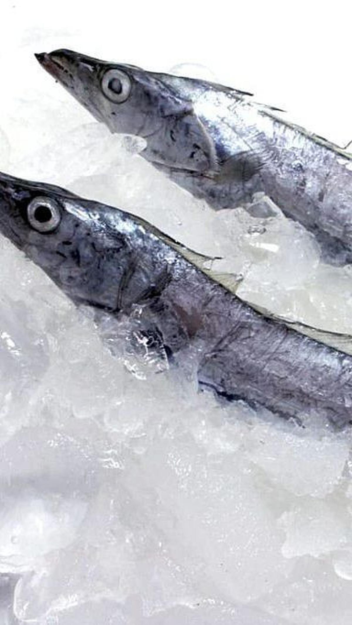 <b>Mengenal Ikan Layur</b>