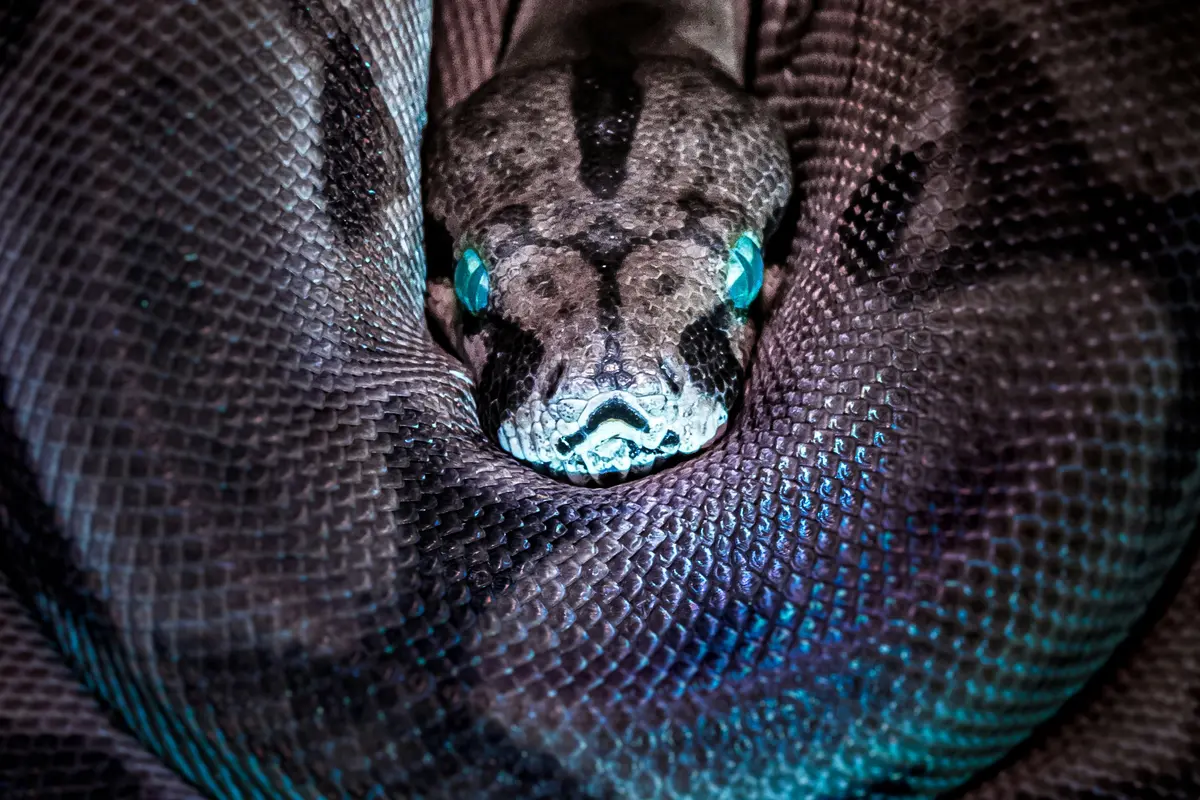 Foto Ular