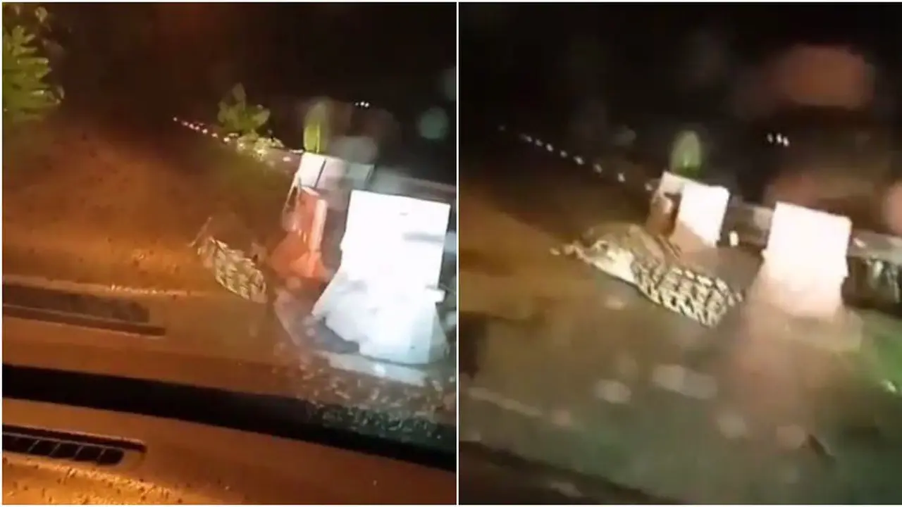 Viral Seekor Buaya Berkeliaran di Tengah Jalan, Bikin Warga Panik