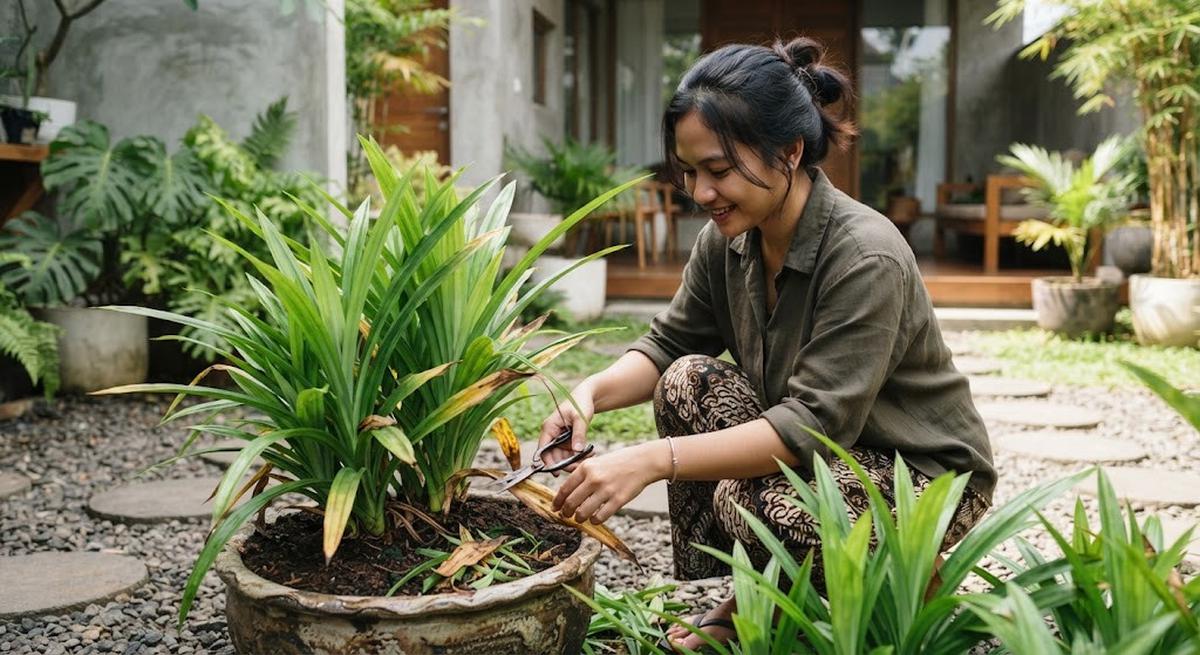 Cara Memangkas Tanaman Pandan