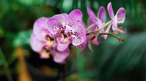10 Jenis Anggrek Yang Populer Dan Memesona Cocok Bagi Pecinta Tanaman Hias Lifestyle Fimela Com