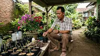 10 Cara Memperbanyak Bougenville dari Batang Tanpa Grafting