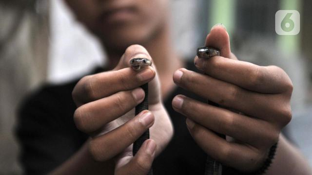 Warga menunjukkan anak kobra di Kampung Baru, Kelurahan Cakung Barat, Cakung Jakarta Timur, Kamis (12/11/2019). Warga digegerkan oleh penemuan sarang ular jenis kobra Jawa pada Rabu (11/12/2019) di lahan kosong samping salah satu rumah.