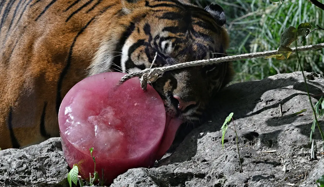 Selain mengancam kesehatan manusia, panas juga membuat hewan menderita. Oleh karena itu, Kebun Binatang Roma memberikan penanganan khusus untuk hewan-hewan mereka. (Andreas SOLARO / AFP)