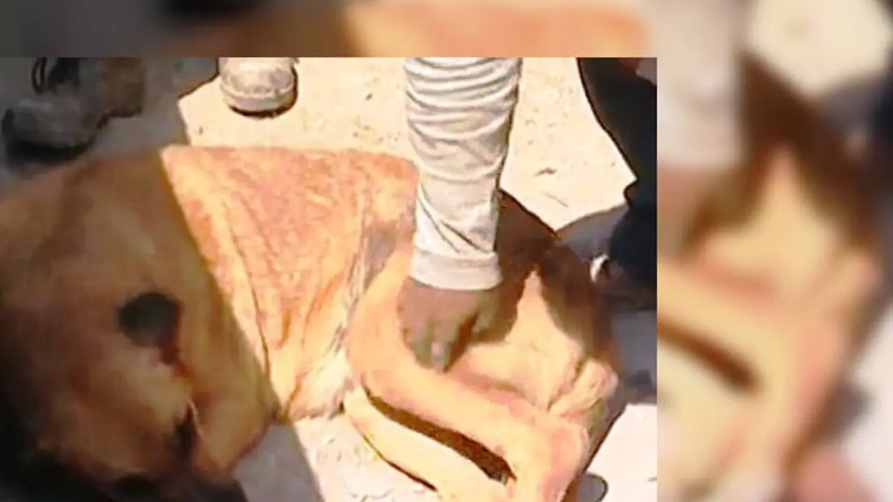 Bocah di Chile bertahan hidup dengan menyusu pada anjing