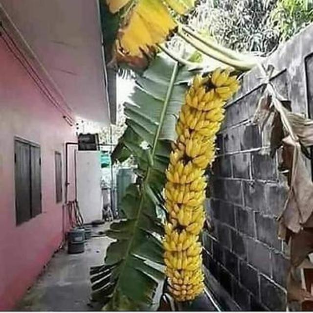 6 Potret Panen Pisang Ini Jadi Sorotan, Rezeki Melimpah