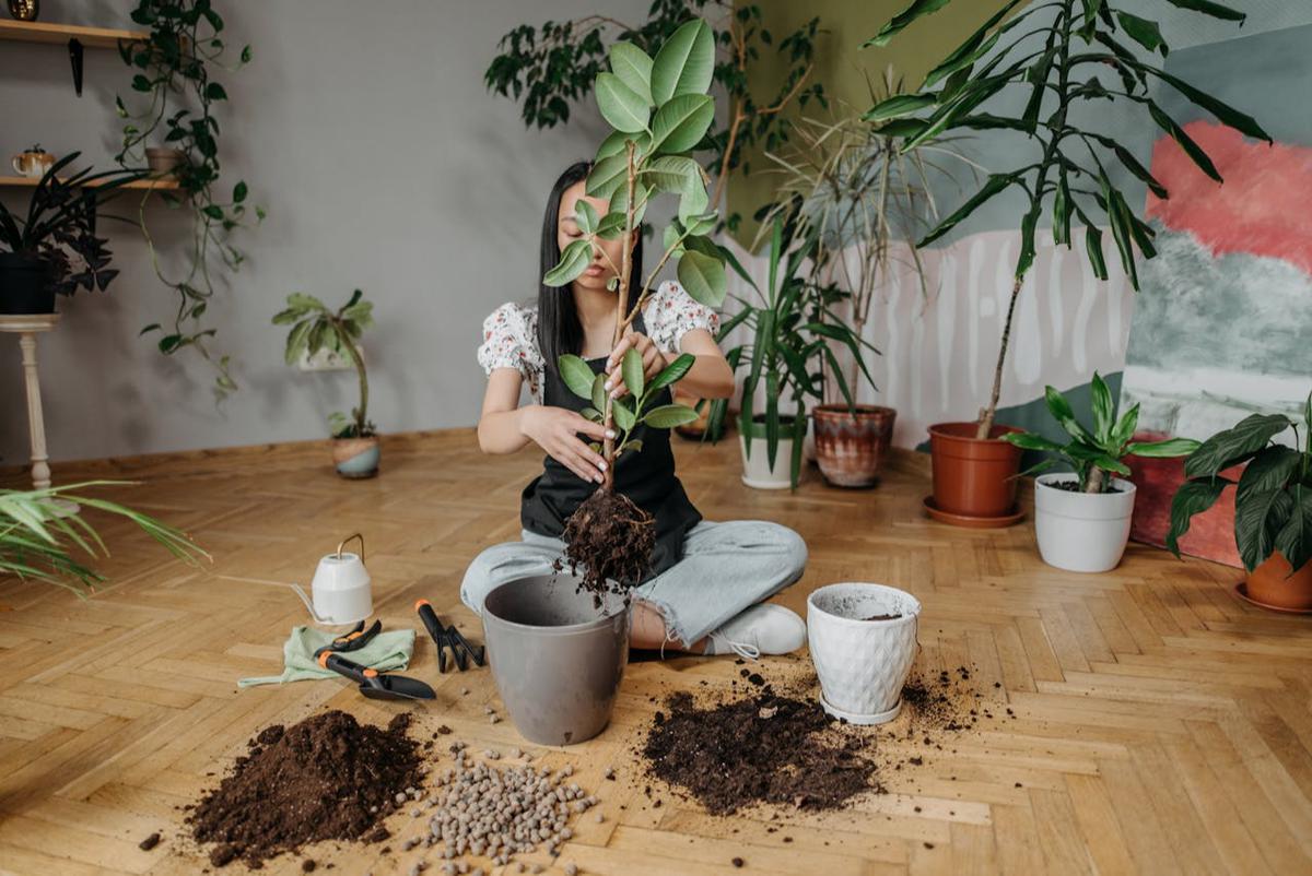 Ilustrasi Perawatan Daun Karet Kebo