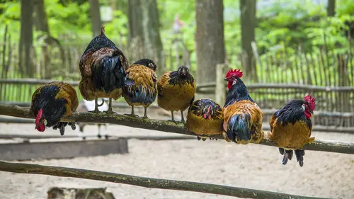 Ilustrasi Kandang Ayam