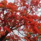 Bunga ini sejenis bunga flamboyan. Namun, warga Kupang menyebutkan dengan Bunga Sepe. (Liputan6.com/Ola Keda)
