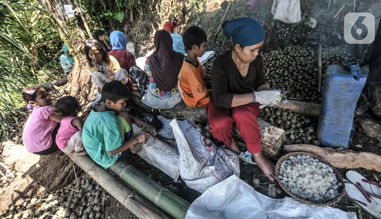 Sejumlah pekerja perempuan membawa anak mereka saat bekerja mengupas buah aren di Kampung Citugu, Desa Puraseda, Leuwiliang, Kabupaten Bogor, Jawa Barat, Minggu (25/4/2021). Kolang-kaling dari petani dibanderol ke tengkulak dengan harga Rp 6.000-Rp 9.000 per kilogram. (merdeka.com/Iqbal S. Nugroho)