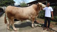 Sapi bernama Parjo, dengan bobot 1,15 ton yang berasal dari Kota Tangerang, dibeli Presiden Prabowo Subianto untuk dijadikan hewan kurban pada Hari Raya Idul Adha 2025. (Foto: Liputan6.com/Pramita Tristiawati).