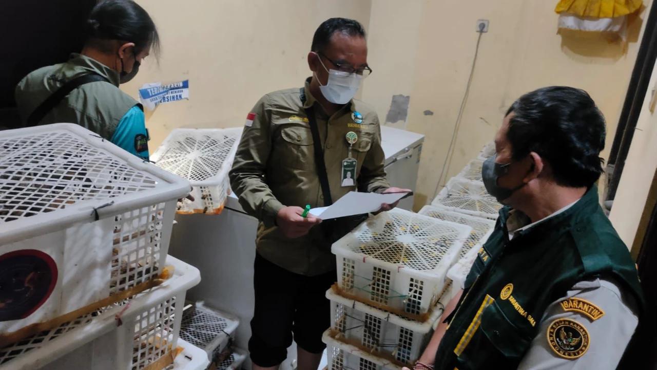 TNI AL Gagalkan Penyelundupan Ribuan Burung Ilegal dari Lombok ke Denpasar
