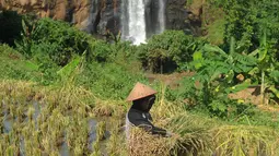 Petani memamen padi dengan latar belakang Curug Awang di desa Taman Jaya, Ciletuh, Sukabumi, Jawa Barat  (24/6). Curug Awang merupakan salah satu curug yang berada di aliran sungai Ciletuh. (Merdeka.com/Arie Basuki)