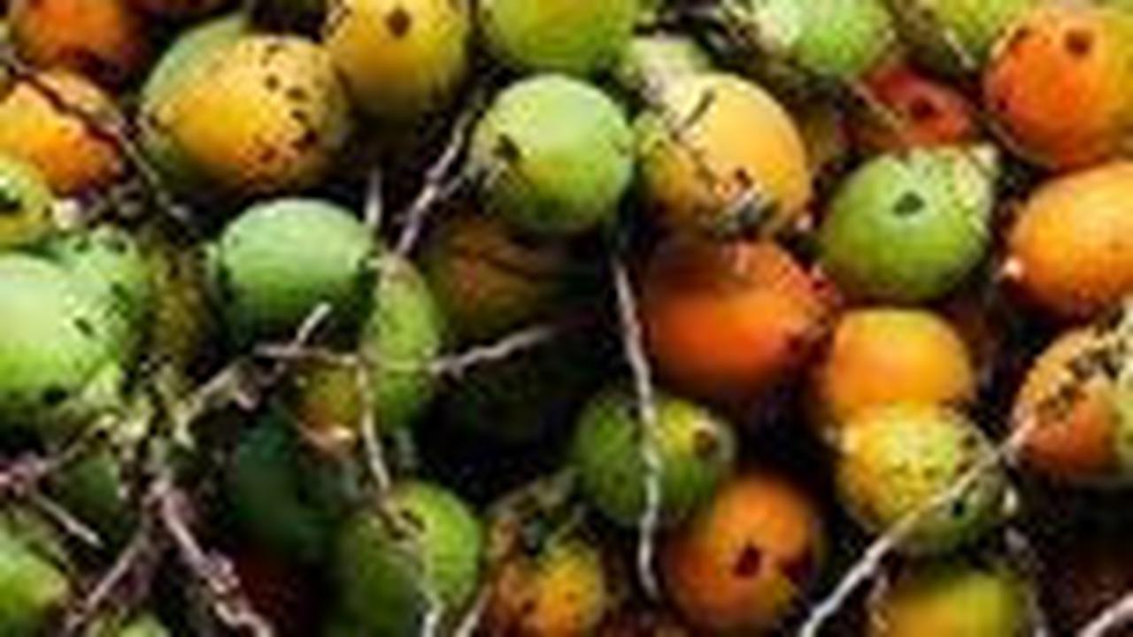 Manfaat Buah Pinang untuk Kesehatan, Bisa Tingkatkan Gairah Pria