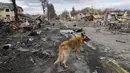 Seekor anjing berkeliaran di sekitar rumah yang hancur dan kendaraan militer Rusia, di Bucha dekat Kiev, Ukraina, Senin, 4 April 2022. (AP Photo/Efrem Lukatsky)