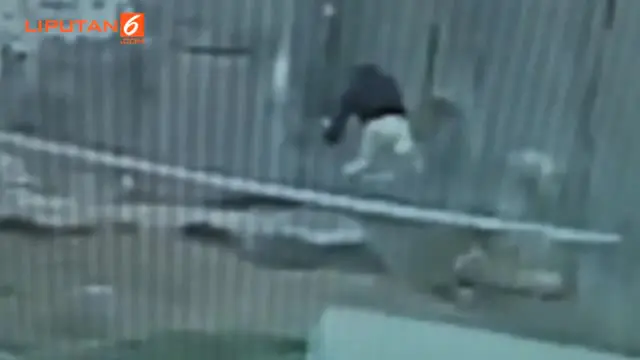 Aksi Nekat Seorang Pria Melompat ke Kandang Macan