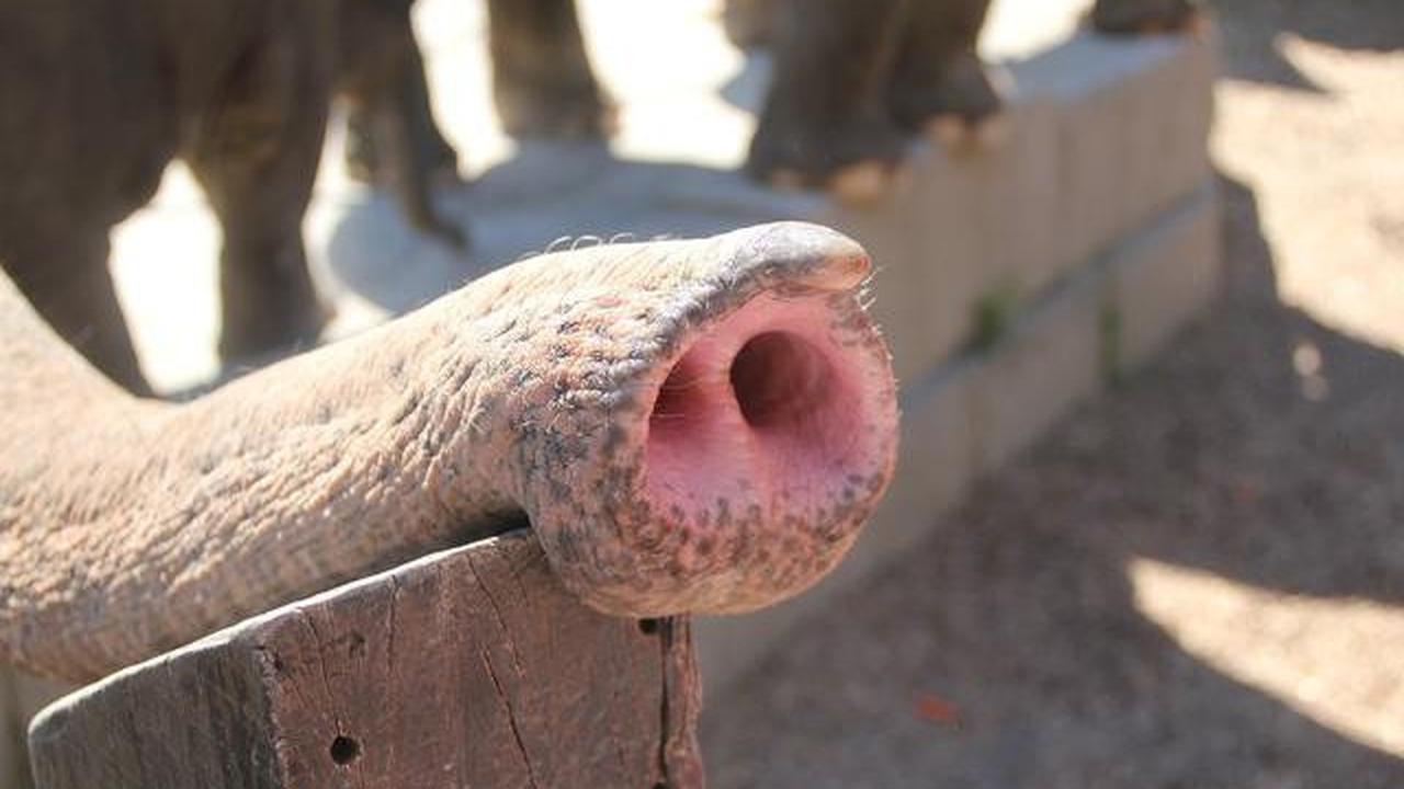 Atraksi Gajah Tunggang Resmi Dilarang di Seluruh Wilayah Indonesia