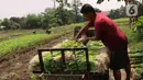 Petani menata kangkung ke atas gerobak seusai panen di kawasan Tangerang, Banten, Jumat (24/7/2020). Kakung tersebut nantinya akan di jual ke pasar di sekitar wilayah tersebut dengan harga 3000 per ikat. (Liputan6.com/Angga Yuniar)