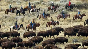 Penunggang kuda mengumpulkan kawanan bison di Pulau Antelope, Utah, Amerika Serikat, 29 Oktober 2022. Tahun ini, sekitar 750 bison didorong ke dalam kandang selama pengumpulan bison. (AP Photo/Rick Bowmer)