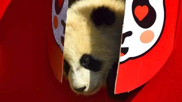 FOTO: 10 Bayi Panda Mulai Debut Jelang Imlek di Cagar Alam China