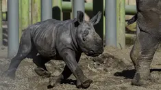 Silverio, seekor badak putih berusia dua belas hari, berjalan di samping induknya, Hannah, saat diperkenalkan di Kebun Binatang Buin, Santiago, Chile, Selasa, 2 Juli 2024. (AP Photo/Esteban Felix)