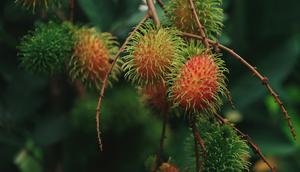 Pohon Rambutan, Tanaman Buah yang Tidak Boleh Ditanam di Depan Rumah (Photo by Niranjan T G: https://www.pexels.com/photo/rambutan-plant-in-close-up-photography-7906305/)