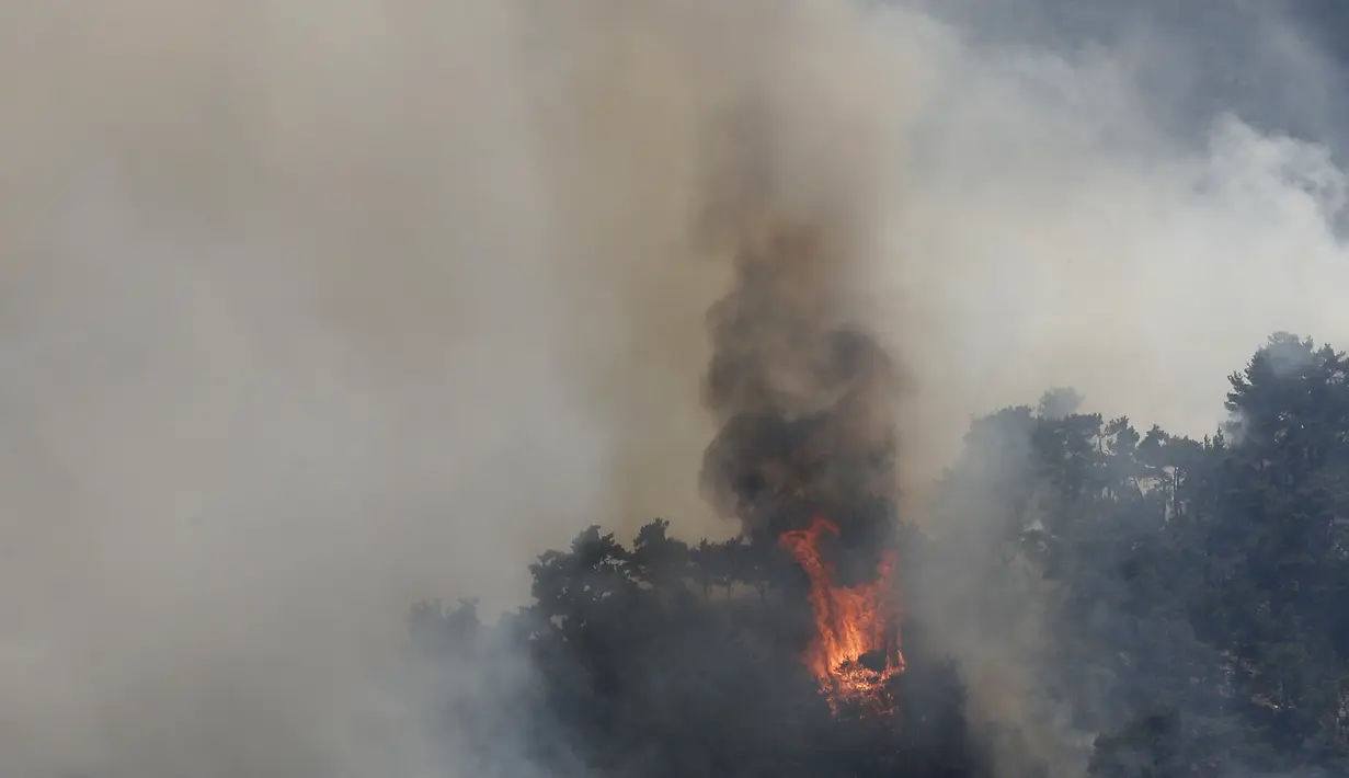 Kebakaran hutan di dekat desa Qobayat, di utara provinsi Akkar, Lebanon, Kamis (29/7/2021). Petugas pemadam kebakaran Lebanon berjuang di hari kedua untuk mengatasi kebakaran hutan di utara negara itu yang telah menyebar ke seluruh perbatasan ke Suriah. (AP Photo/Hussein Malla)