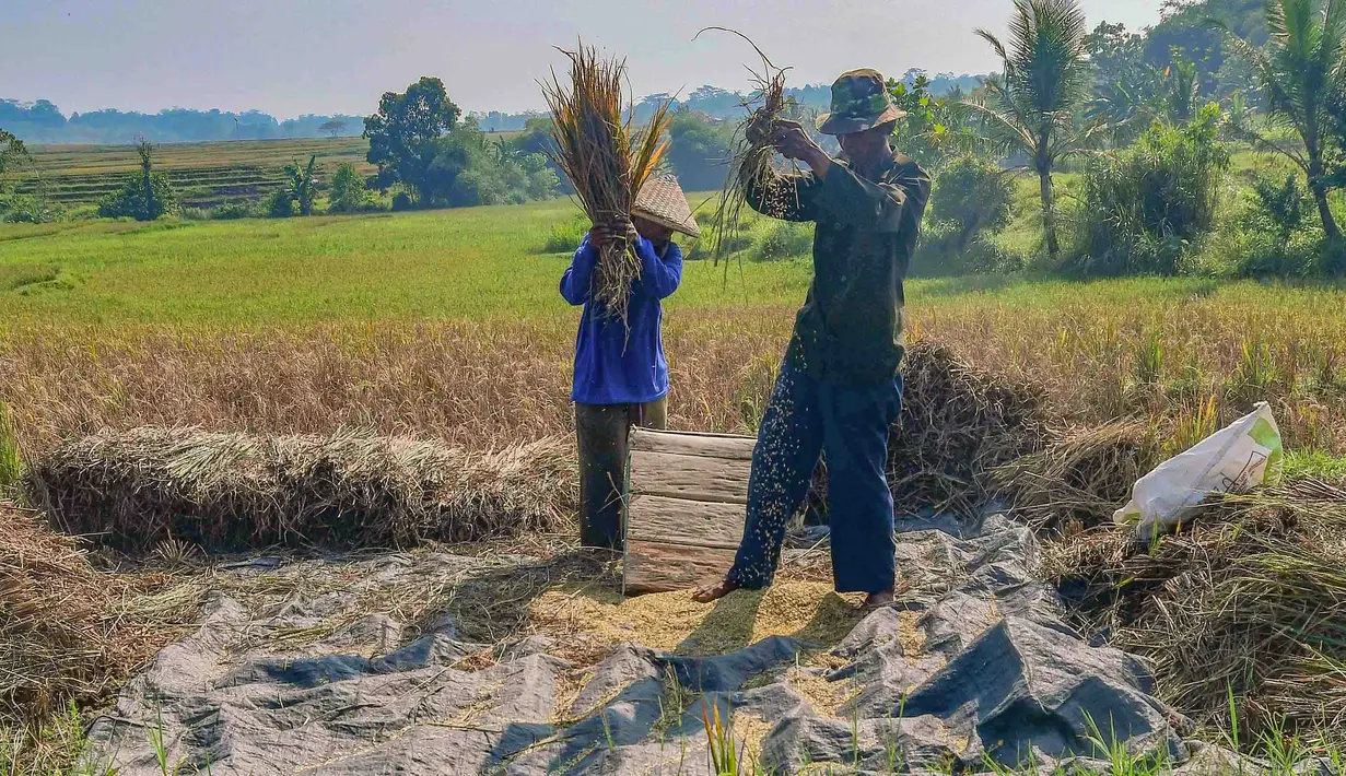 Petani memanen padi di lahan yang mengalami gagal panen di Desa Weninggalih, Kecamatan Jonggol, Kabupaten Bogor, Minggu (5/7/2026). (Merdeka.com/ Arie Basuki)