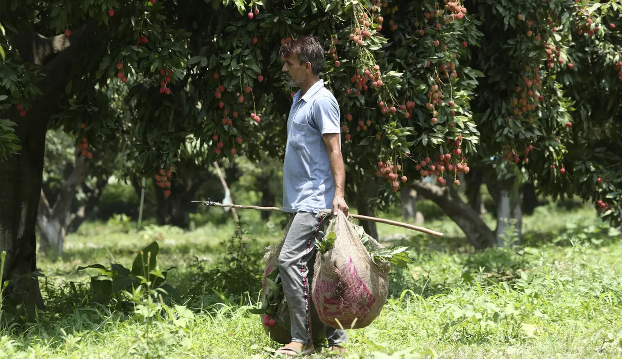 Seorang petani membawa lengkeng di sebuah kebun di pinggiran Jammu, India, Sabtu, 19 Juni 2021. Lengkeng dikenal sebagai buah yang menyejukkan di musim panas dan sangat diminati di musim panas. (AP Photo/Channi Anand)
